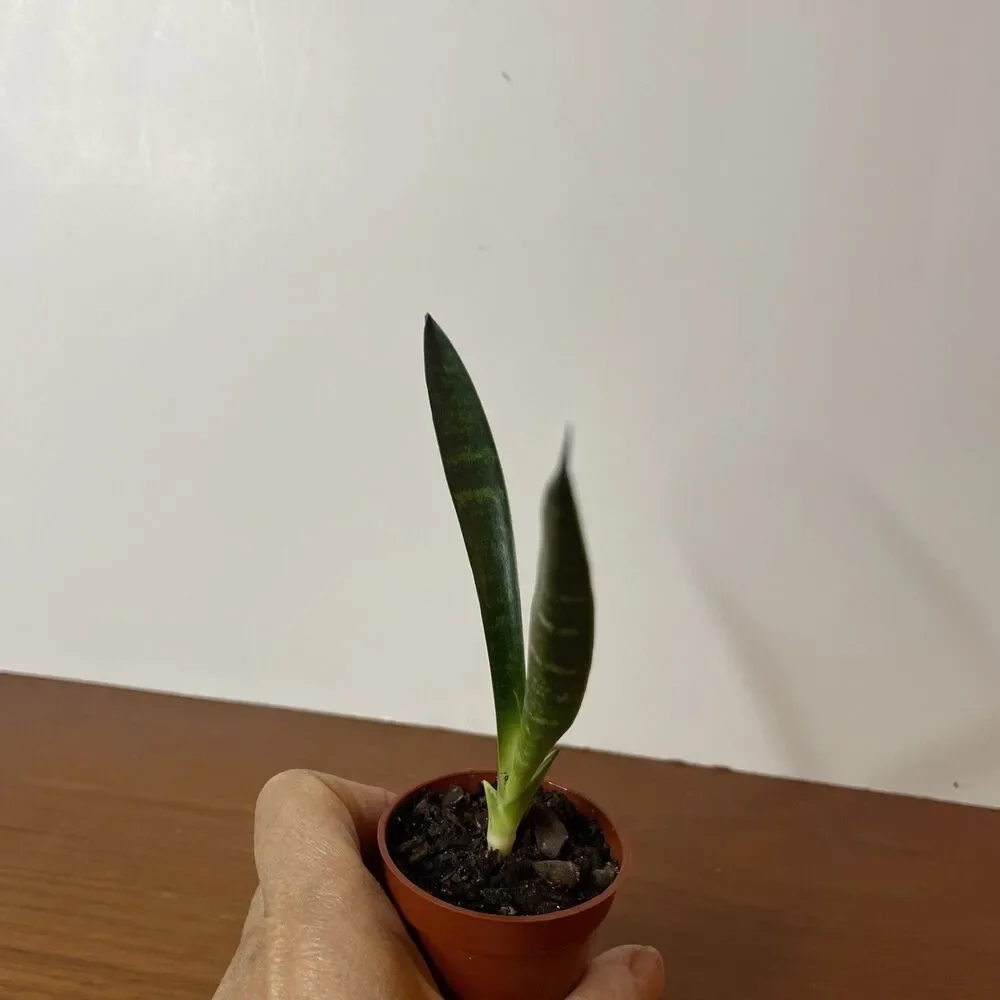 Snake Plant Sansevieria Fernwood Mikado Live Plant Houseplant easy care 6”